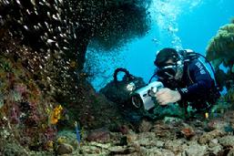 ribbon eel indonesia, eel raja ampat, ribbon eel raja ampat
