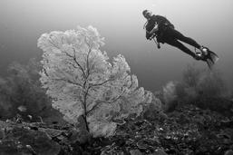 seafan, diving raja ampat, dive resort, indonesia
