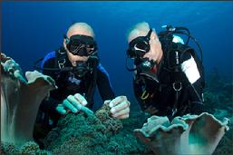 diving indonesia, diving raja ampat, diving pulau per, guest comments 2012