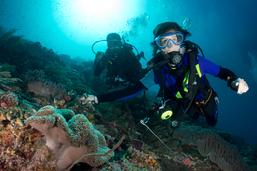 Dive Resort Raja Ampat, Underwater