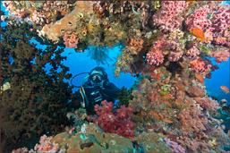 raja ampat, diving, scuba, coral reef, indonesia, papua, scuba dive, BCD, pulau pef, pef island, underwater, PADI, sunset, lounge, party