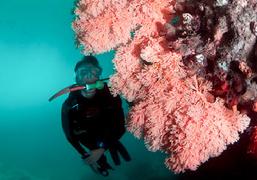 pulau pef, pef island, pef, raja4divers, raja ampat divers, raja ampat, R4, richest reefs, pef island, the raja ampat, scuba diving, indonesia