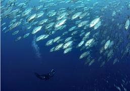 pulau pef, pef island, pef, raja4divers, raja ampat divers, raja ampat, R4, richest reefs, pef island, the raja ampat, scuba diving, indonesia