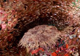 pulau pef, pef island, pef, raja4divers, raja ampat divers, raja ampat, R4, richest reefs, pef island, the raja ampat, scuba diving, indonesia