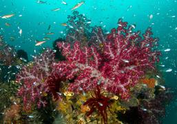 pulau pef, pef island, pef, raja4divers, raja ampat divers, raja ampat, R4, richest reefs, pef island, the raja ampat, scuba diving, indonesia