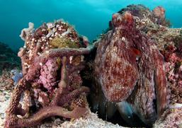 pulau pef, pef island, pef, raja4divers, raja ampat divers, raja ampat, R4, richest reefs, pef island, the raja ampat, scuba diving, indonesia