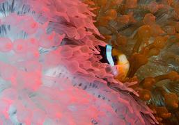 pulau pef, pef island, pef, raja4divers, raja ampat divers, raja ampat, R4, richest reefs, pef island, the raja ampat, scuba diving, indonesia