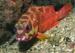 pulau pef, pef island, pef, raja4divers, raja ampat divers, raja ampat, R4, richest reefs, pef island, the raja ampat, scuba diving, indonesia