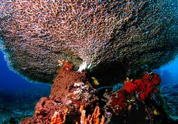 pulau pef, pef island, pef, raja4divers, raja ampat divers, raja ampat, R4, richest reefs, pef island, the raja ampat, scuba diving, indonesia