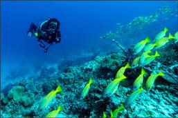 raja ampat, diving, scuba, coral reef, indonesia, papua, scuba dive, BCD, pulau pef, pef island, underwater, PADI, sunset, lounge, party
