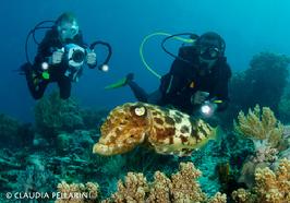 pulau pef, pef island, pef, raja4divers, raja ampat divers, raja ampat, R4, richest reefs, pef island, the raja ampat, scuba diving, indonesia