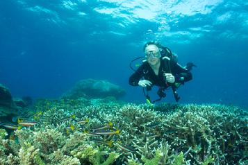 Dive resort raja ampat, diving raja ampat, hotel raja ampat