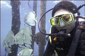 Dive the raja ampat, dive resort raja ampat, resort raja ampat, diveholiday indonesia