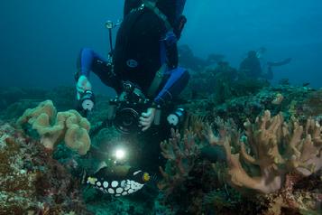 Dive the raja ampat, dive resort raja ampat, resort raja ampat, diveholiday indonesia